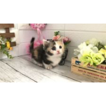 animal_image