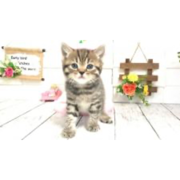 animal_image