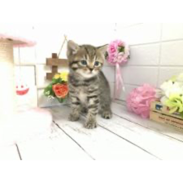 animal_image