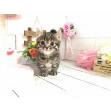 animal_image