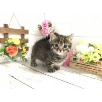 animal_image