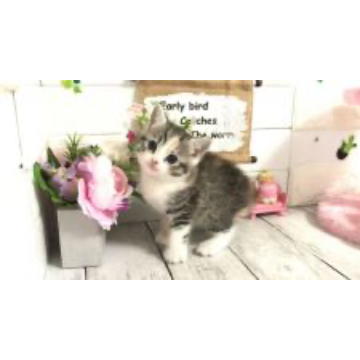 animal_image