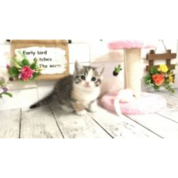 animal_image