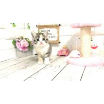 animal_image