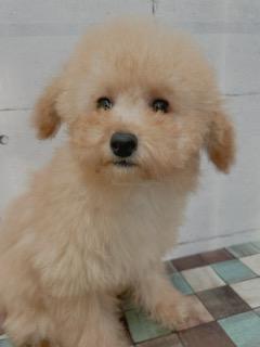 animal_image