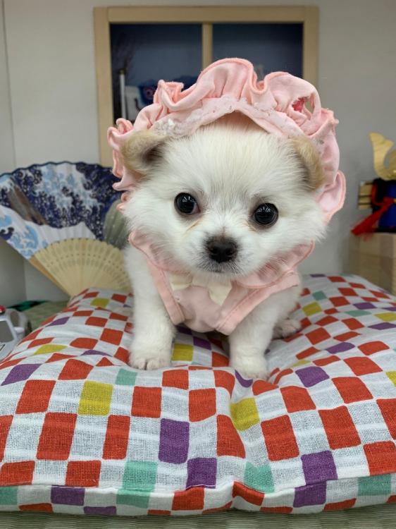 animal_image