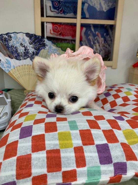 animal_image