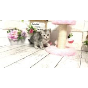 animal_image