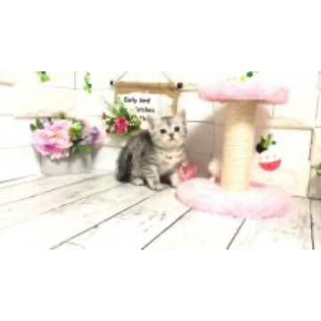 animal_image