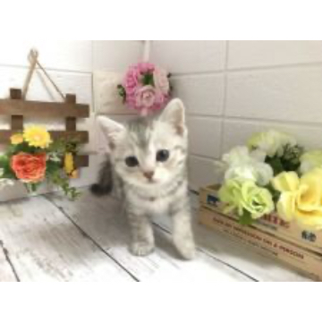 animal_image