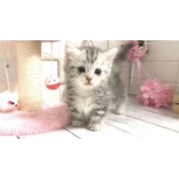 animal_image
