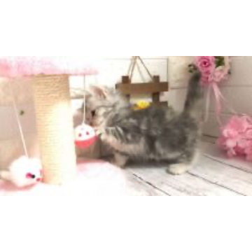 animal_image
