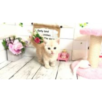 animal_image