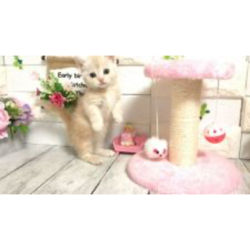 animal_image