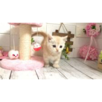 animal_image