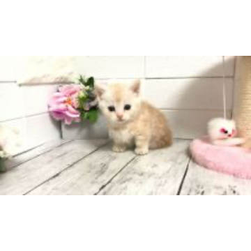 animal_image