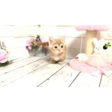 animal_image