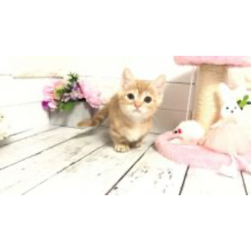 animal_image