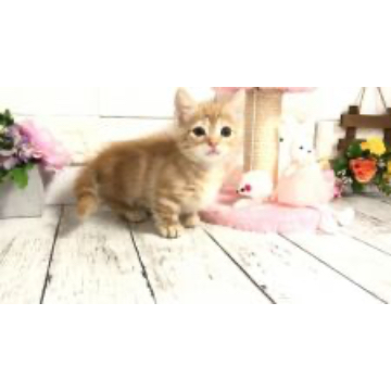 animal_image