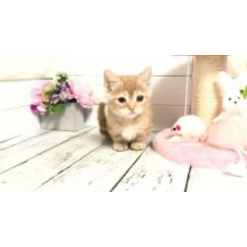 animal_image