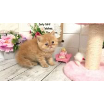 animal_image