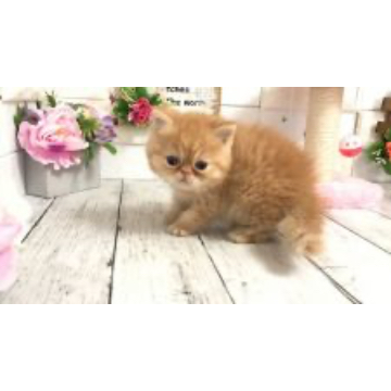 animal_image
