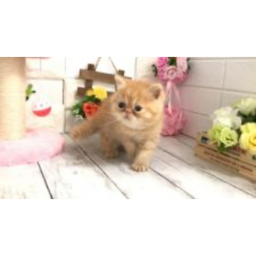 animal_image