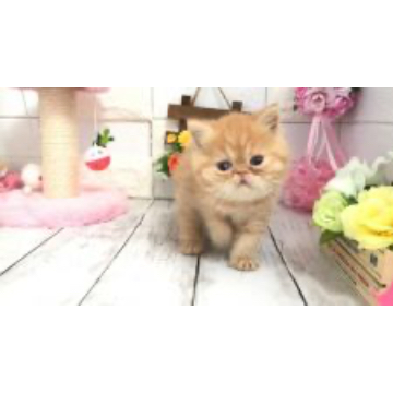 animal_image