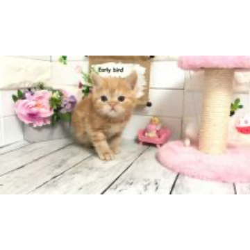 animal_image