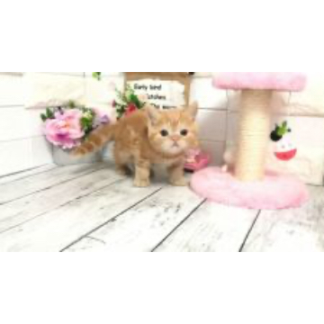 animal_image