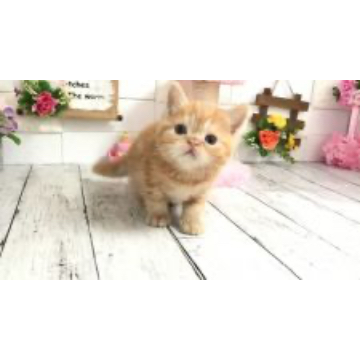 animal_image