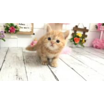 animal_image