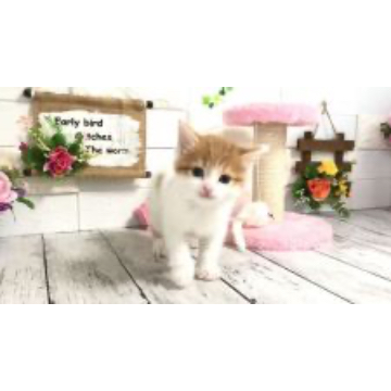 animal_image