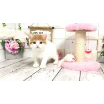 animal_image