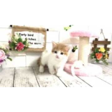 animal_image