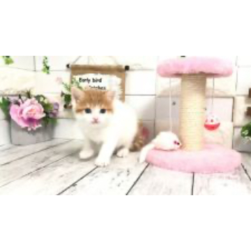 animal_image