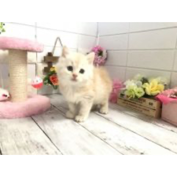 animal_image