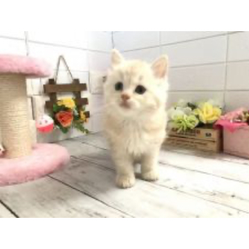 animal_image