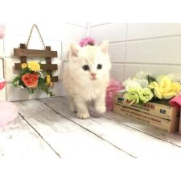 animal_image