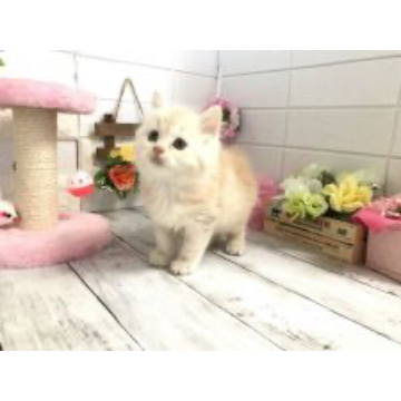 animal_image