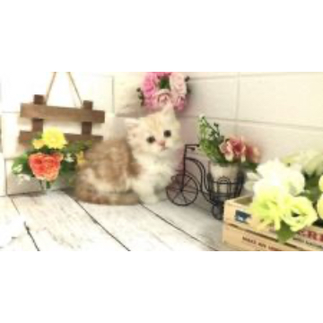 animal_image