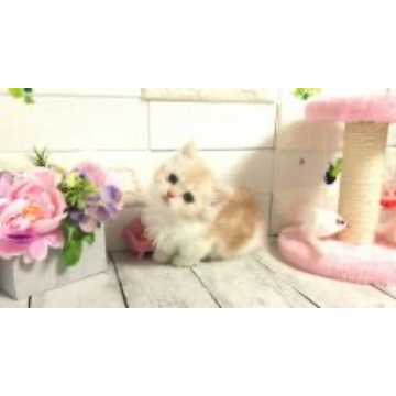 animal_image
