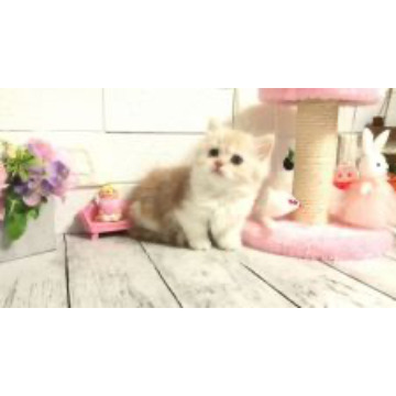 animal_image
