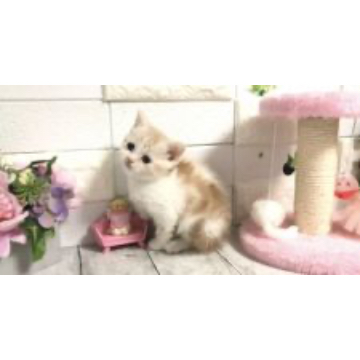animal_image
