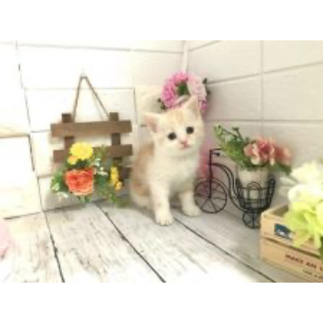 animal_image