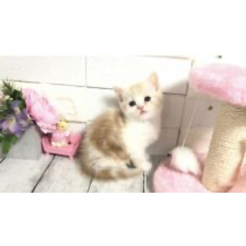 animal_image