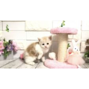 animal_image