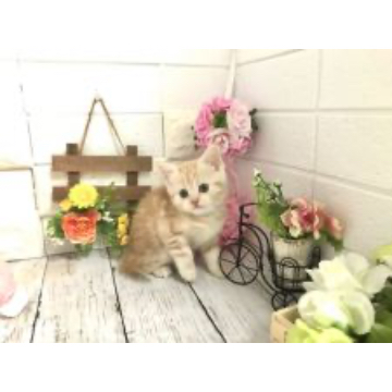 animal_image