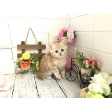 animal_image
