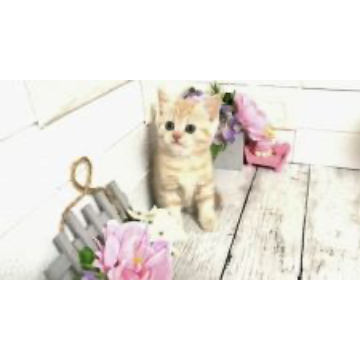 animal_image